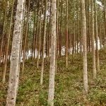 Gigantes entram na floresta portuguesa com investimento de milhões