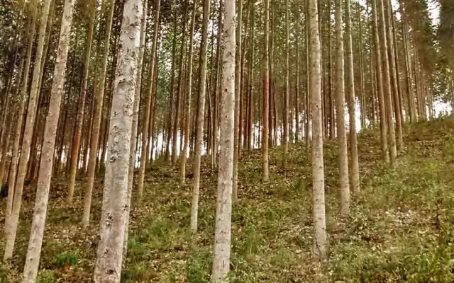 Gigantes entram na floresta portuguesa com investimento de milhões