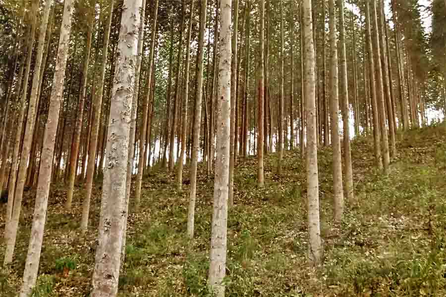 floresta eucalipto
