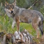 França autoriza abate de 200 lobos para proteger gado