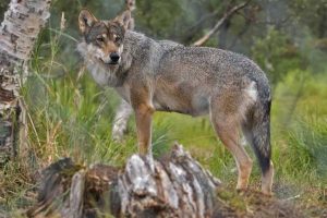 França autoriza abate de 200 lobos para proteger gado