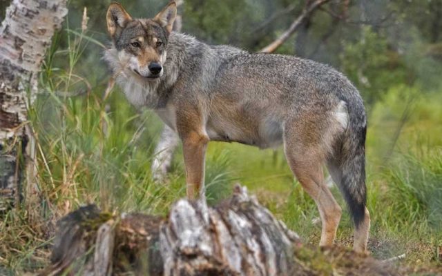 França autoriza abate de 200 lobos para proteger gado