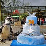 Pinguim mais velho do mundo celebrou 38 anos