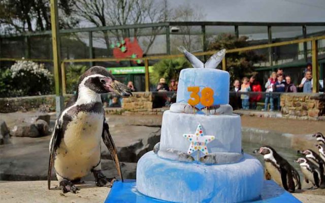 Pinguim mais velho do mundo celebrou 38 anos