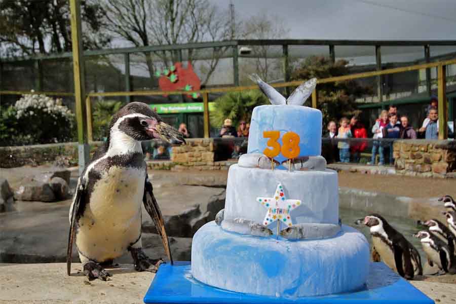 pinguim