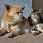 UE aprova novas regras para o bem-estar de cães e gatos em todos os Estados-membros