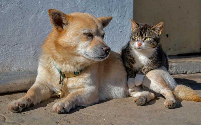 UE aprova novas regras para o bem-estar de cães e gatos em todos os Estados-membros