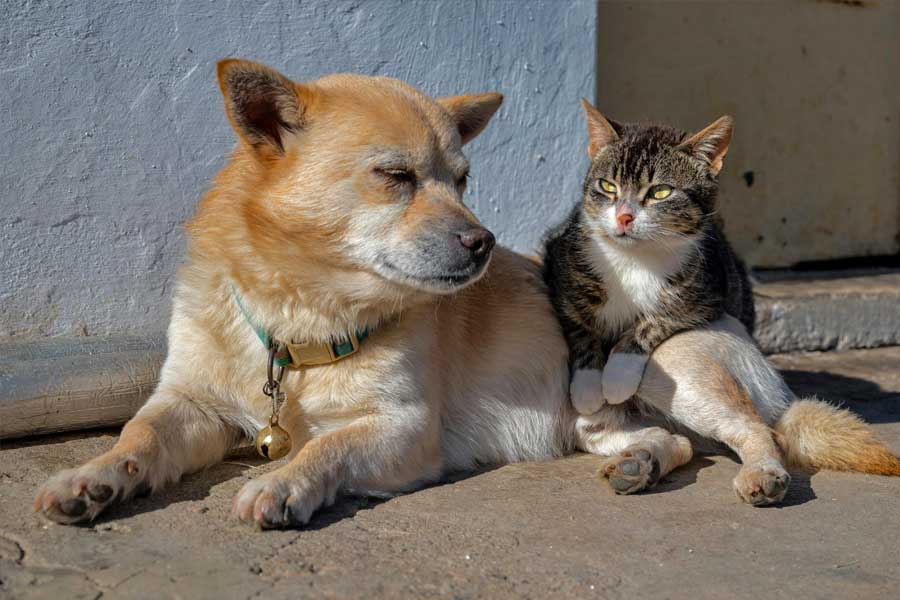 cão e gato animais