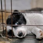 Massachusetts aprova lei histórica que proíbe venda de cães e gatos em lojas. E Portugal?