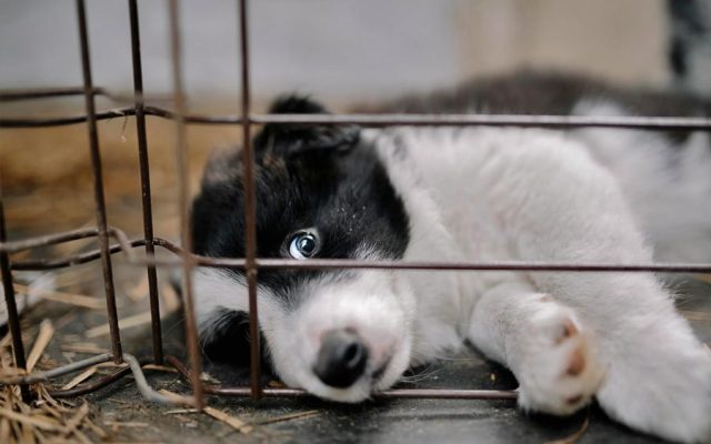 Massachusetts aprova lei histórica que proíbe venda de cães e gatos em lojas. E Portugal?