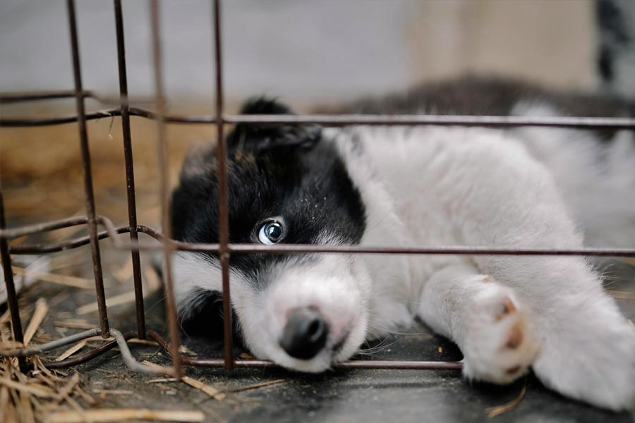 puppy mills Massachusetts animais