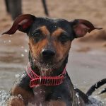 Portugal na cauda da Europa: Só 8 praias permitem animais