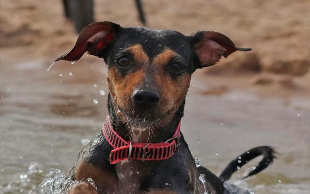 Portugal na cauda da Europa: Só 8 praias permitem animais