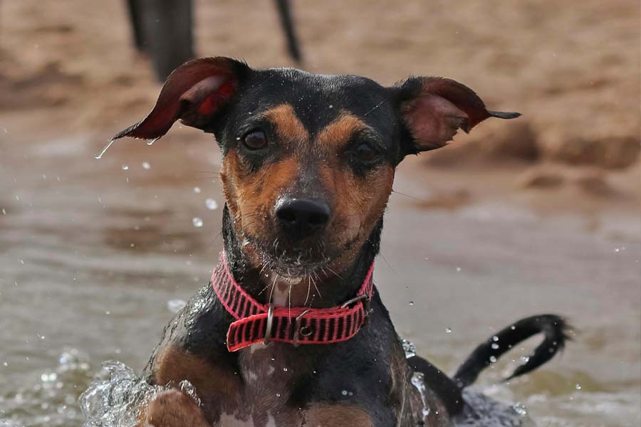 animais nas praias