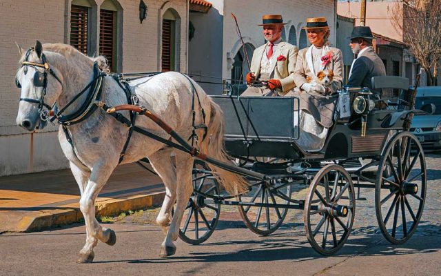 Parlamento chumbou propostas para acabar com charretes puxadas por cavalos