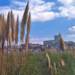 Erva-das-pampas alastra no Grande Porto: um problema de saúde pública e ambiental