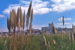 erva das pampas praga
