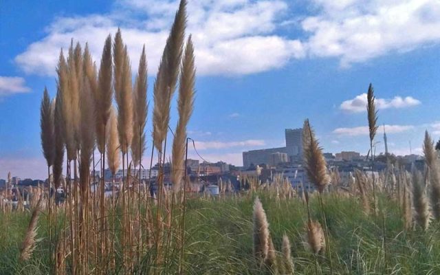 Erva-das-pampas alastra no Grande Porto: um problema de saúde pública e ambiental