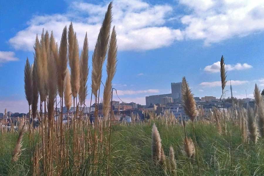 erva das pampas praga