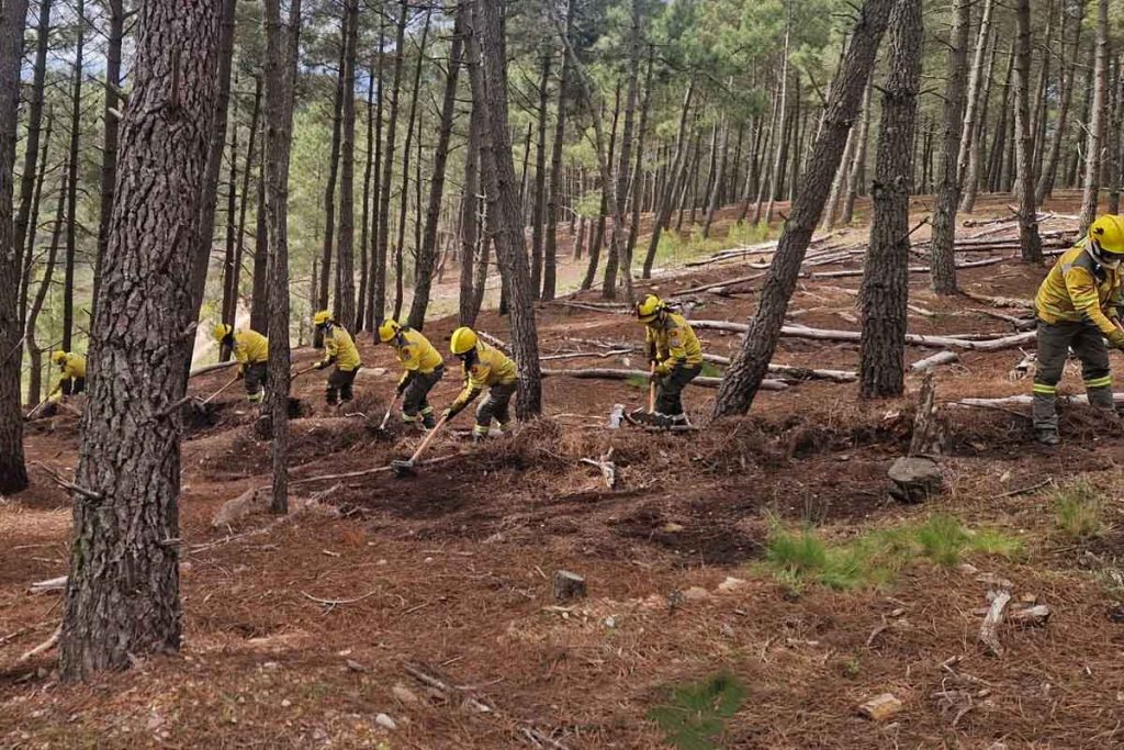 sapadores florestais matas
