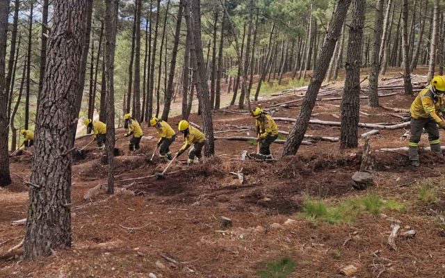Direita coloca reclusos a limpar matas e em ações de prevenção de riscos coletivos e proteção civil