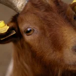 Cabras com GPS: um modelo de prevenção de incêndios e adaptação às alterações climáticas