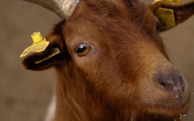 Cabras com GPS: um modelo de prevenção de incêndios e adaptação às alterações climáticas
