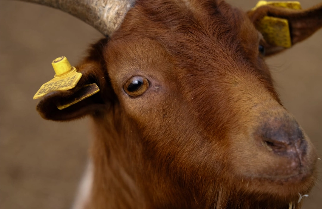 cabras incêndios